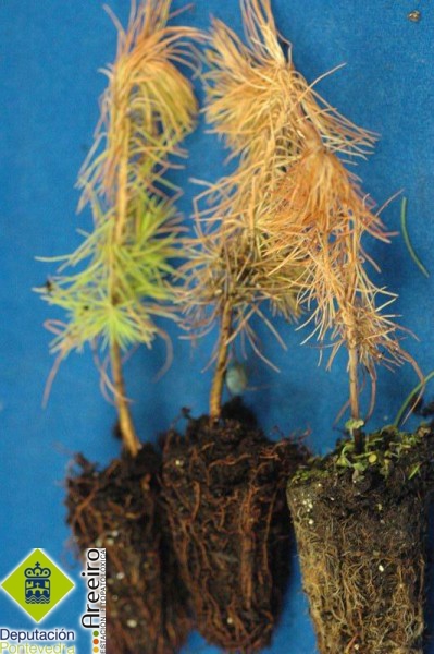 Fusarium circinatum >> Plántulas de Pinus spp afectadas por F. circinatum.jpg